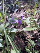 one few fawn lilies still in bloom